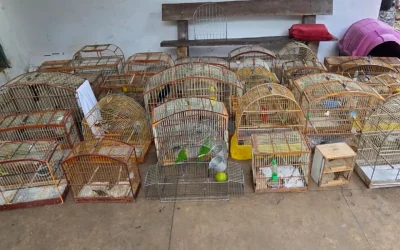 2216-apreensao-de-aves-vitoria-da-conquista