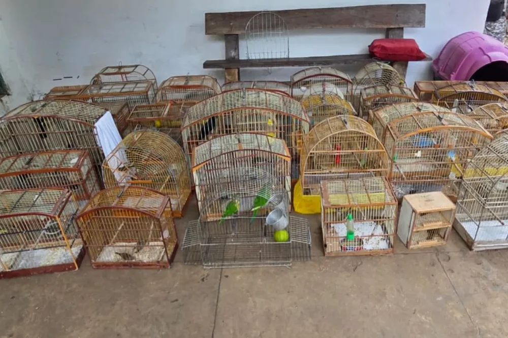 2216-apreensao-de-aves-vitoria-da-conquista